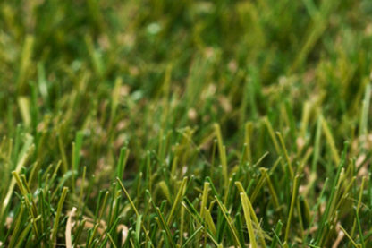 Artifical Grass - Image 4